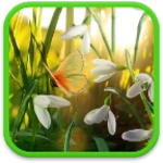 spring live wallpaper android application logo